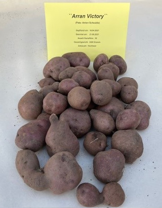Kartoffelernte 2021